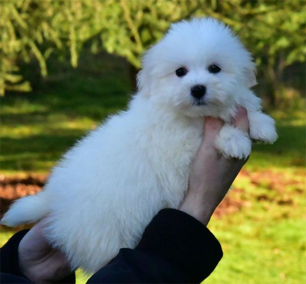 chiot Coton de Tulear de dame nature