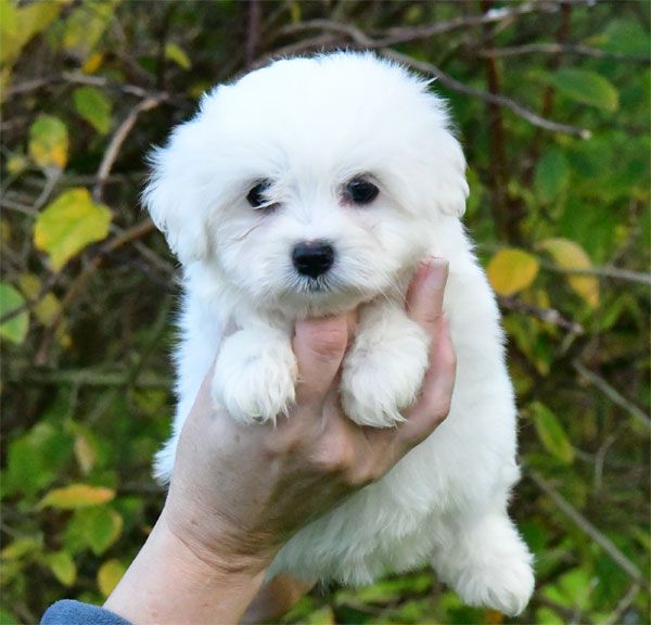 de dame nature - Chiot disponible  - Coton de Tulear