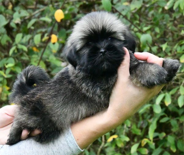 de dame nature - Chiot disponible  - Lhassa Apso