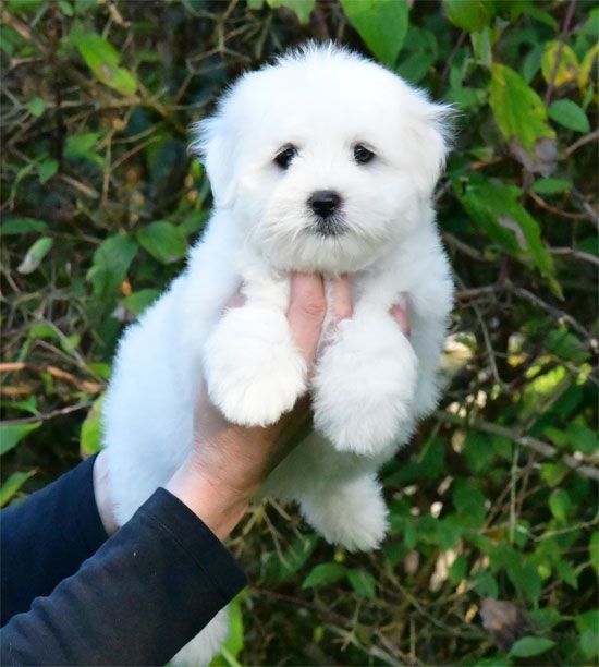 de dame nature - Chiot disponible  - Coton de Tulear