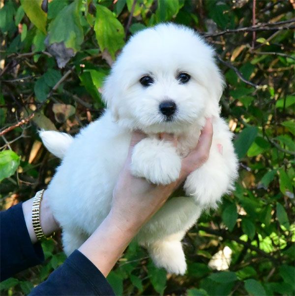 de dame nature - Chiot disponible  - Coton de Tulear