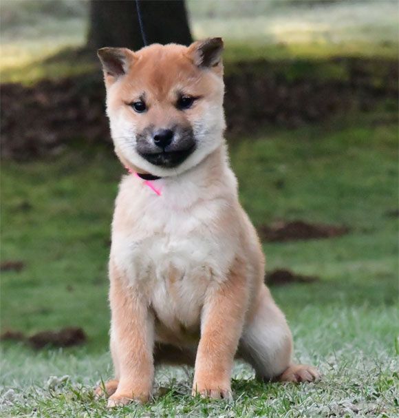 de dame nature - Chiot disponible  - Shiba