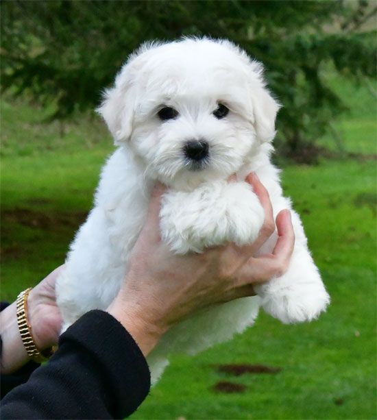 de dame nature - Chiot disponible  - Coton de Tulear