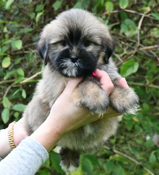 de dame nature - Chiot disponible  - Lhassa Apso