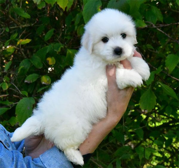 de dame nature - Chiot disponible  - Coton de Tulear