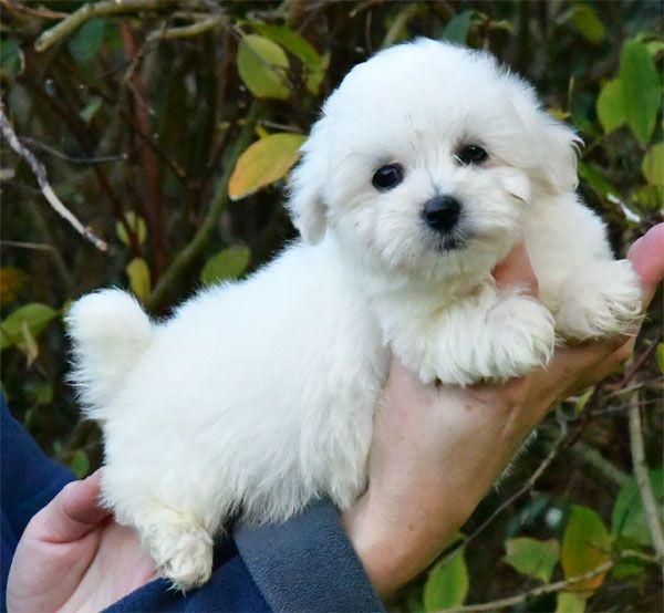 de dame nature - Chiot disponible  - Coton de Tulear