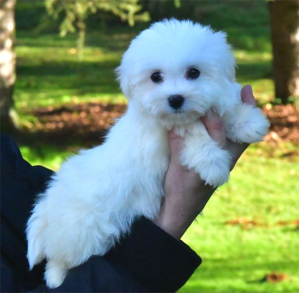 de dame nature - Chiot disponible  - Coton de Tulear