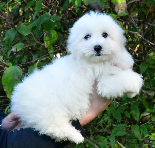 de dame nature - Chiot disponible  - Coton de Tulear