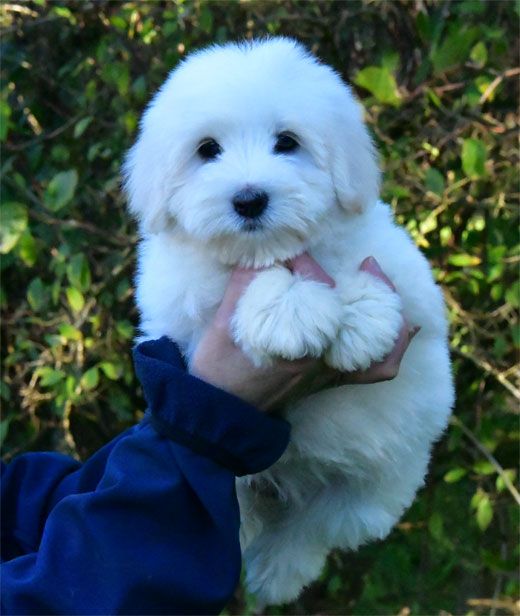 de dame nature - Chiot disponible  - Coton de Tulear