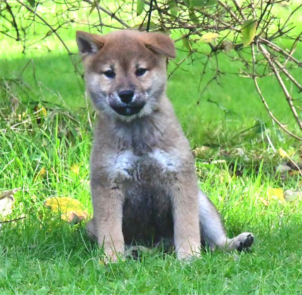 chiot Shiba de dame nature