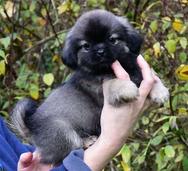 de dame nature - Chiot disponible  - Epagneul tibetain