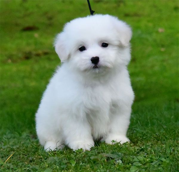 de dame nature - Chiot disponible  - Coton de Tulear