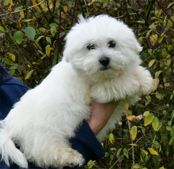 de dame nature - Chiot disponible  - Coton de Tulear