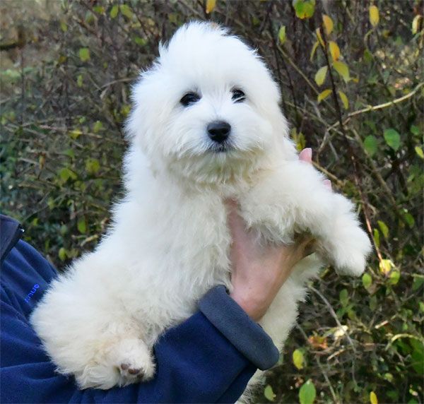 de dame nature - Chiot disponible  - Coton de Tulear