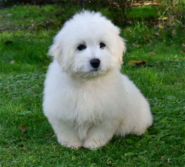 de dame nature - Chiot disponible  - Coton de Tulear