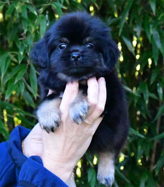 de dame nature - Chiot disponible  - Epagneul tibetain