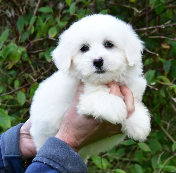 de dame nature - Chiot disponible  - Coton de Tulear