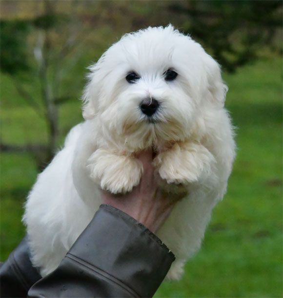 de dame nature - Chiot disponible  - Coton de Tulear