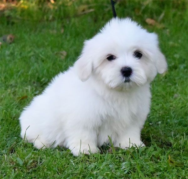 chiot Coton de Tulear de dame nature