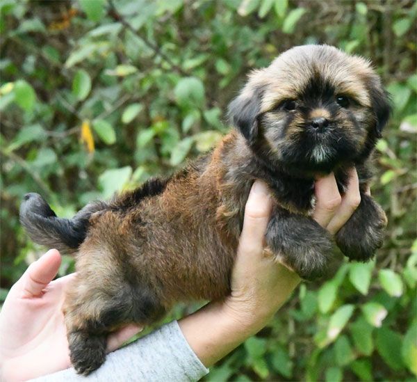 de dame nature - Chiot disponible  - Lhassa Apso