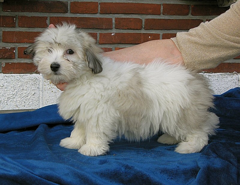 Fanfan of Blue Moon Cottage