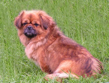 Chumba (Sans Affixe)
