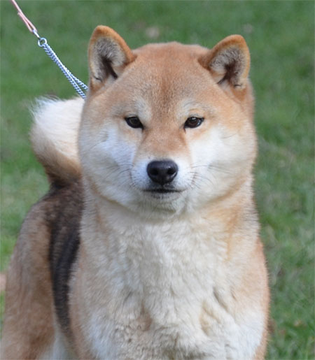 Takahime i Go shun'you kensha