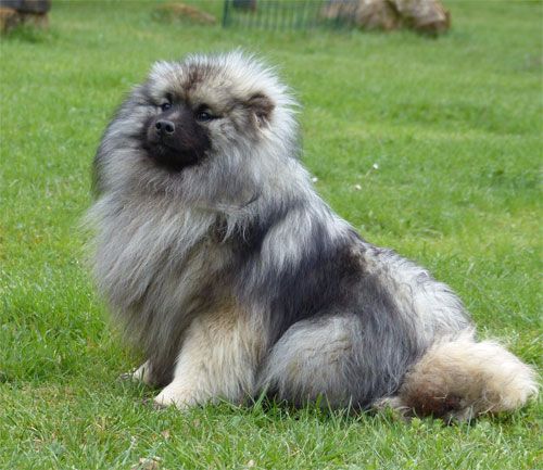 Filys spitz loup (Sans Affixe)