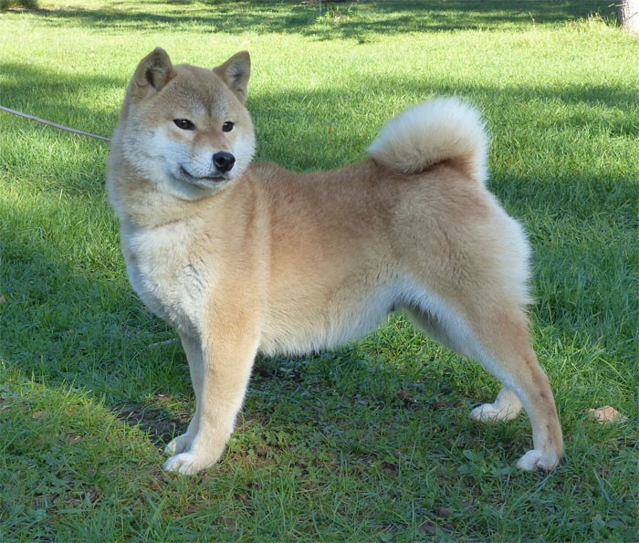 Manaka Des lianes de mysore