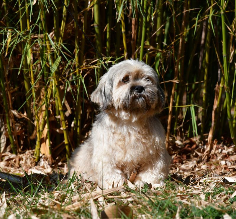 Jifi de dame nature
