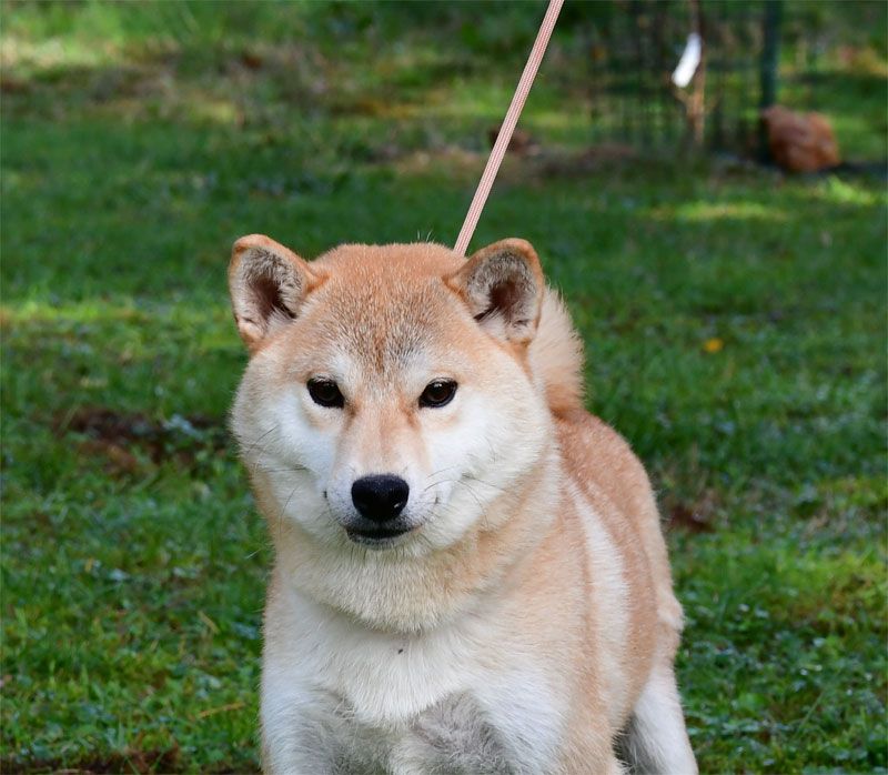 Okami de dame nature