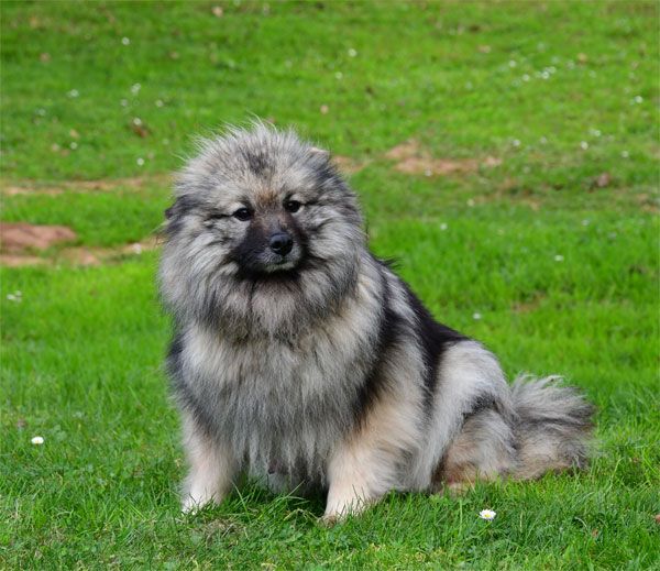 Myrtille de dame nature