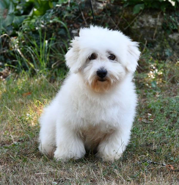 Vulcain de dame nature