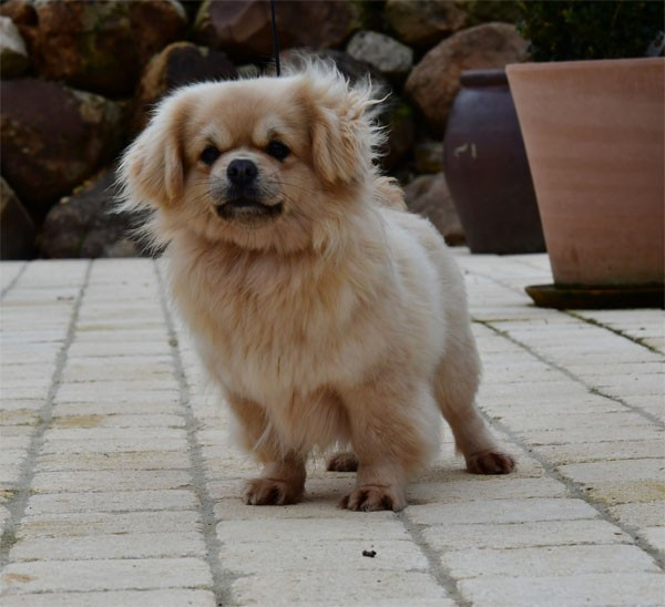 Violette de dame nature