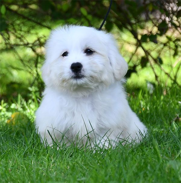 de dame nature - Coton de Tulear - Portée née le 17/07/2025