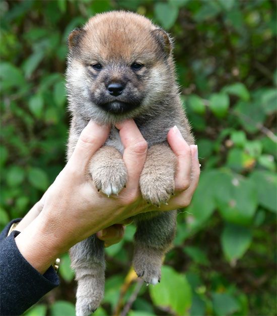 de dame nature - Chiots disponibles - Shiba
