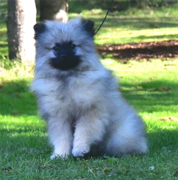 de dame nature - Chiots disponibles - Spitz allemand