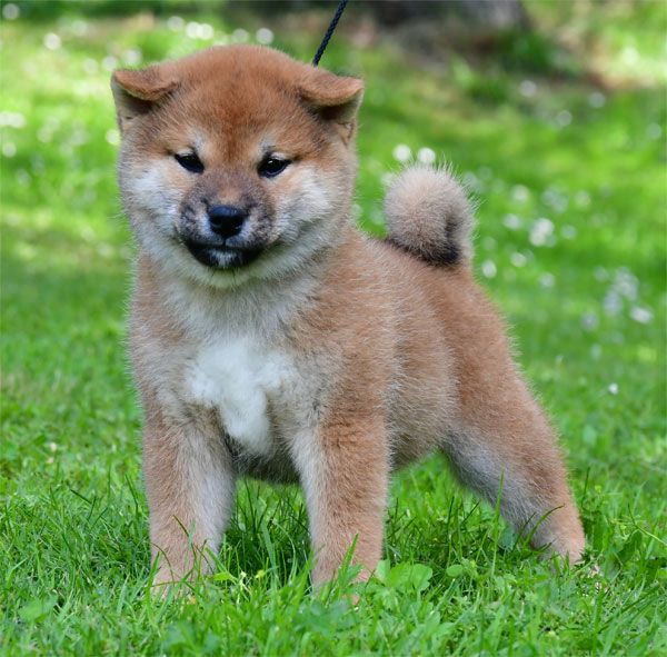 Chiot Shiba de dame nature
