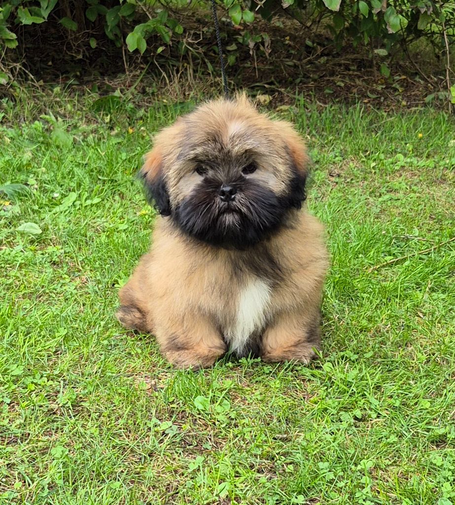 Chiot Lhassa Apso de dame nature