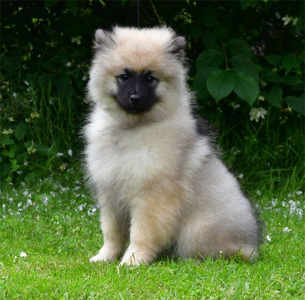 de dame nature - Chiots disponibles - Spitz allemand