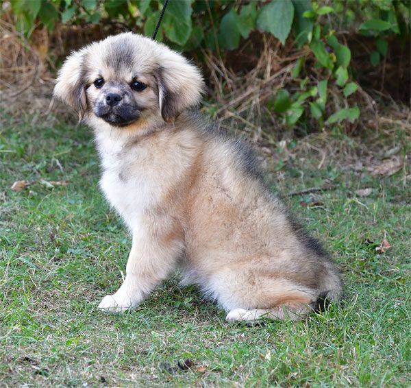 Chiot Epagneul tibetain de dame nature