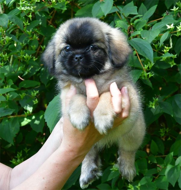 de dame nature - Chiots disponibles - Epagneul tibetain