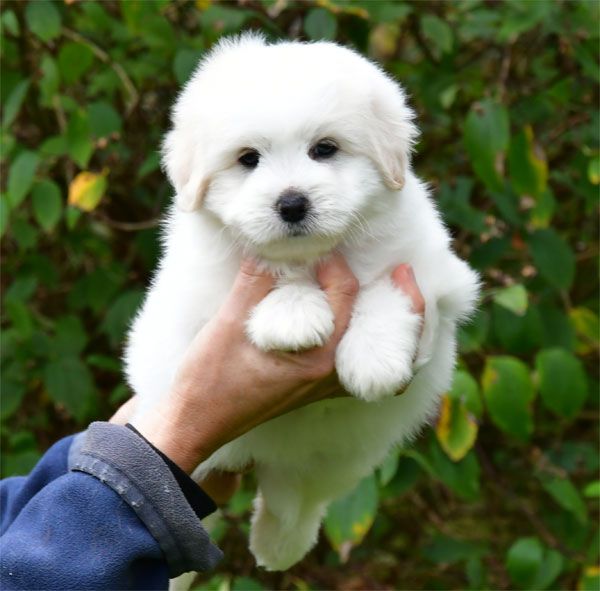 de dame nature - Chiots disponibles - Coton de Tulear