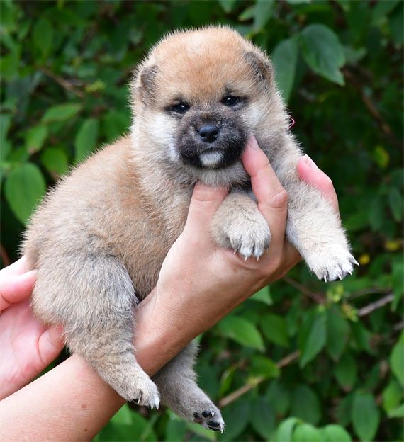 Chiot Shiba de dame nature
