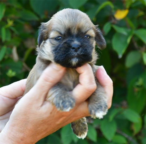 de dame nature - Chiots disponibles - Lhassa Apso