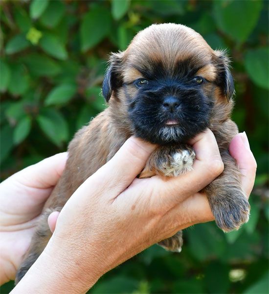 de dame nature - Chiots disponibles - Lhassa Apso