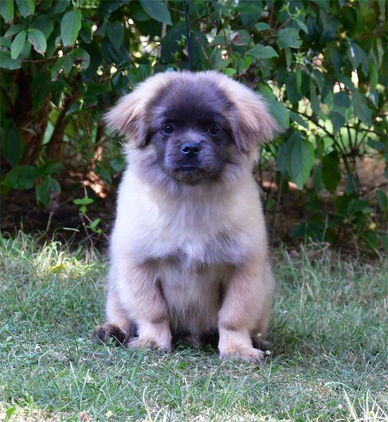 de dame nature - Chiots disponibles - Epagneul tibetain