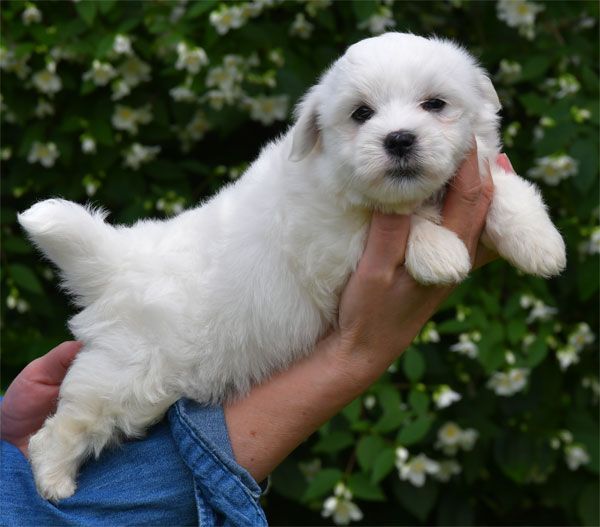 de dame nature - Chiots disponibles - Coton de Tulear