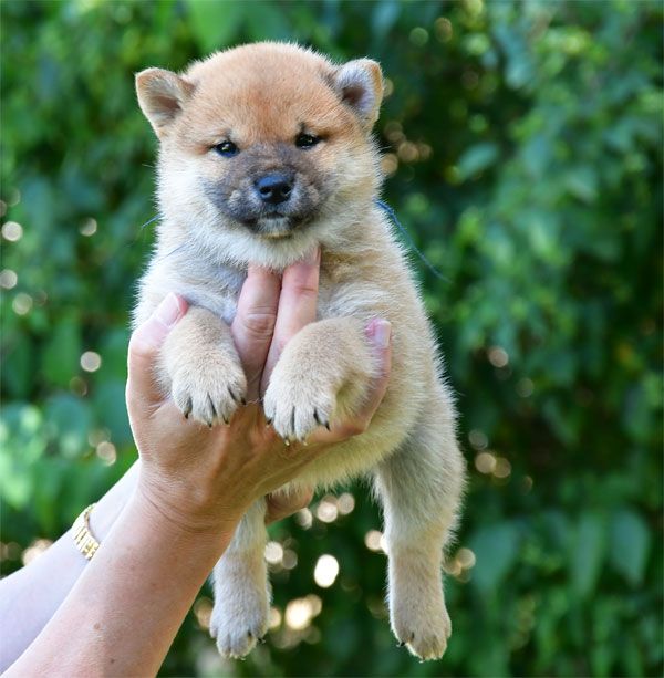 Chiot Shiba de dame nature