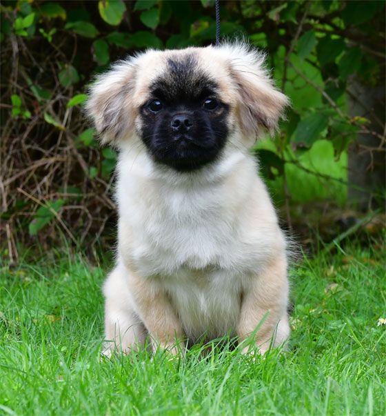 de dame nature - Chiots disponibles - Epagneul tibetain